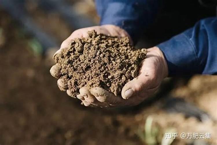 苹果树补钙几月份最好 苹果树补钙时间