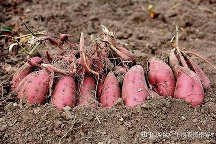 兰花喷叶面肥和浇水需要注意些什么