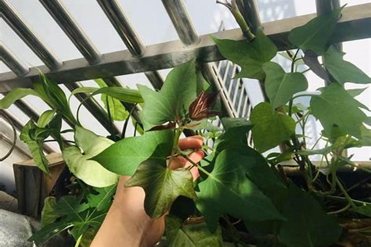 地瓜的需肥特性和地瓜叶面肥施用要点有什么