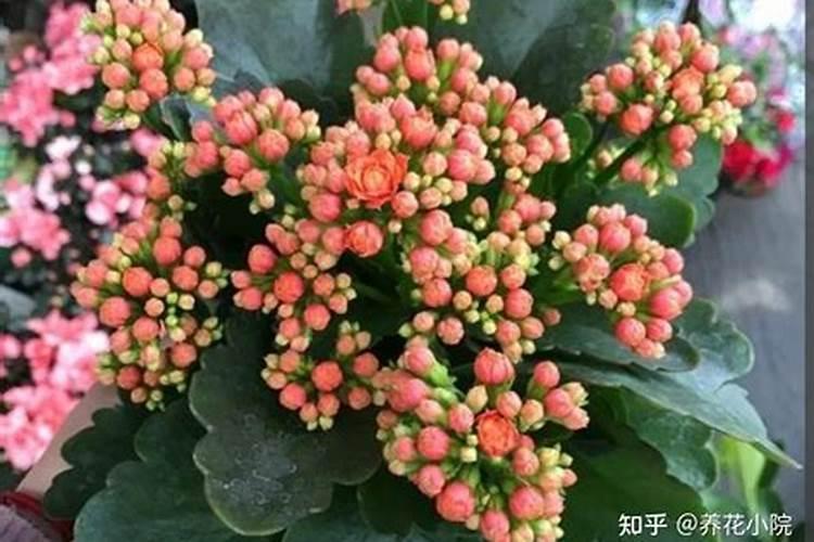 正是野菜上市时!别忽视了小根蒜:滋阴润燥,行气散结,食药俱佳!百度知 ...