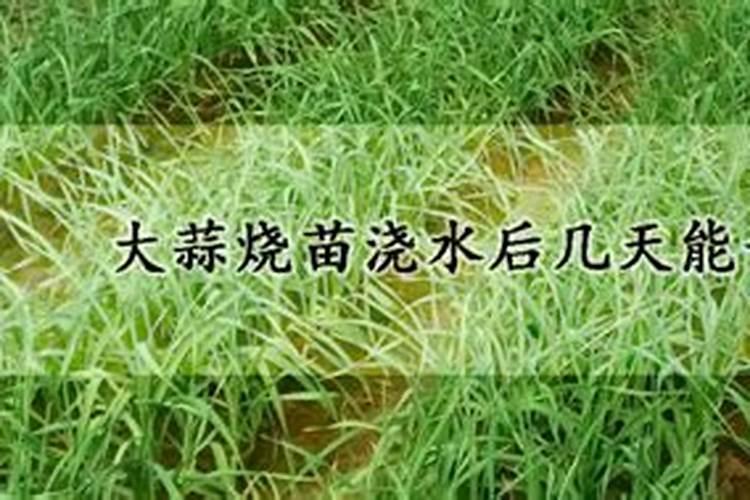 如何在家种蘑菇 家里种蘑菇种植方法