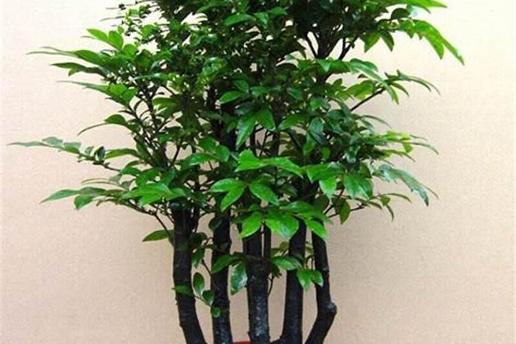 小叶紫檀怎么养比较好