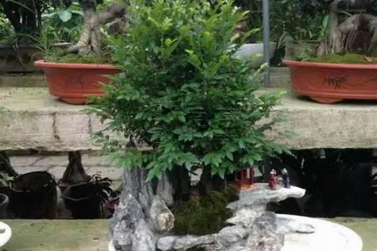 家里的绿植用什么肥 适合家里养的18种花