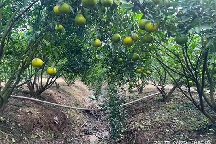碳铵怎么兑水浇菜？