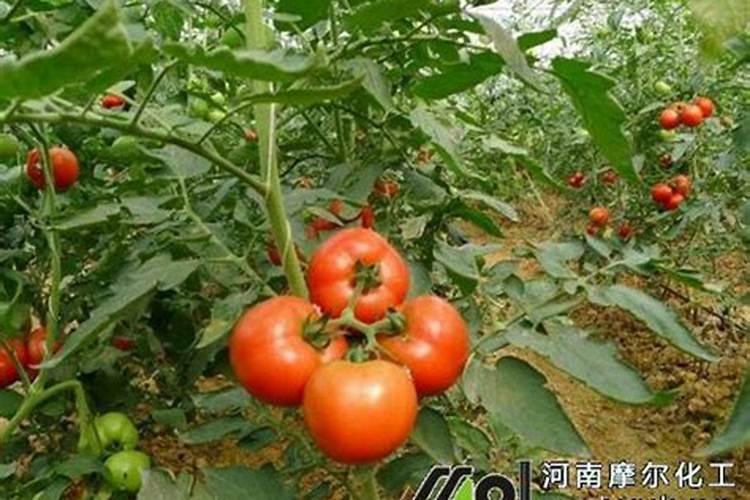 番茄施什么肥合适