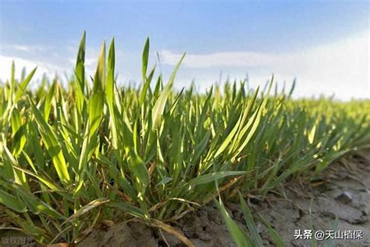 麦田除草剂可以加叶面肥吗
