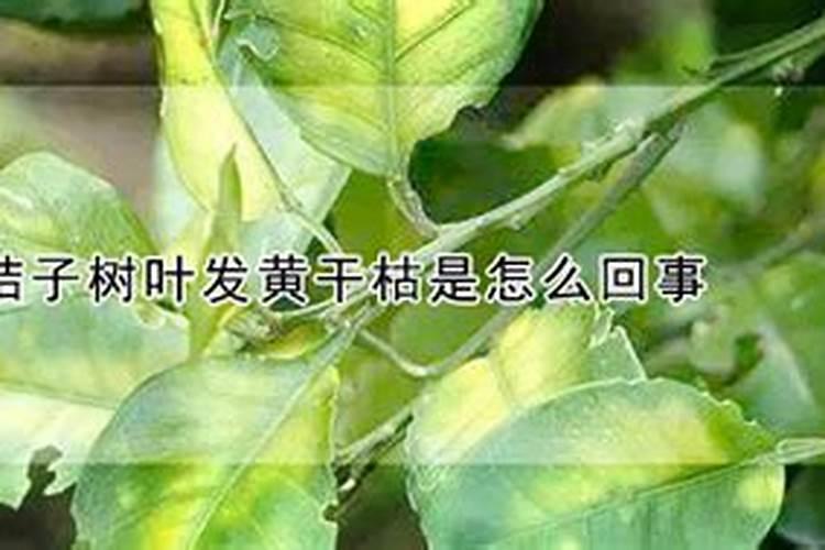 玉米底肥一次性施肥 氮磷钾 各用多少？