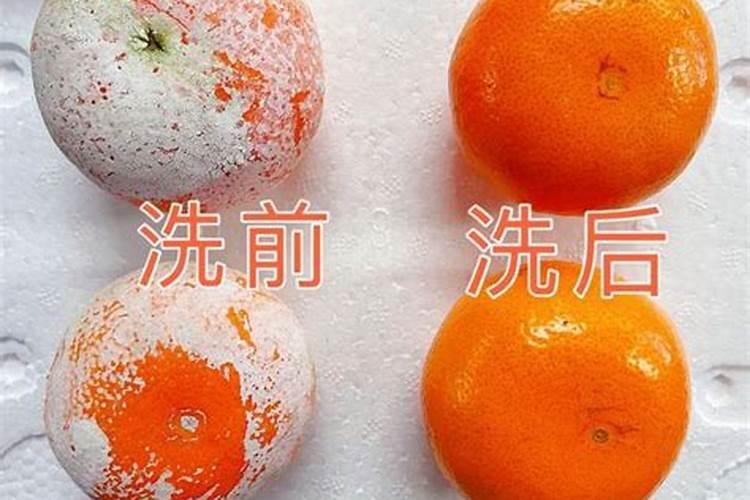 樟子松嫁接红松成活后逐渐死了是怎么回事