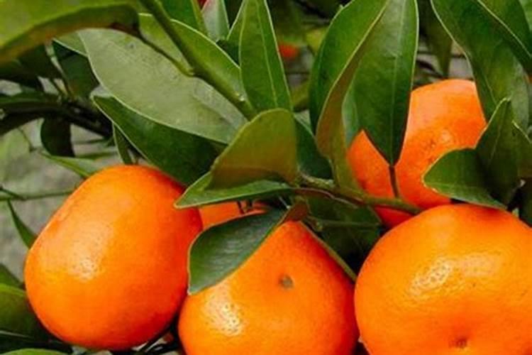 砂糖橘如何施肥 分享种植砂糖橘施肥技术经验