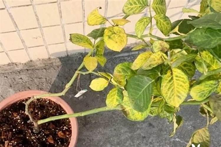 月季施肥过多症状