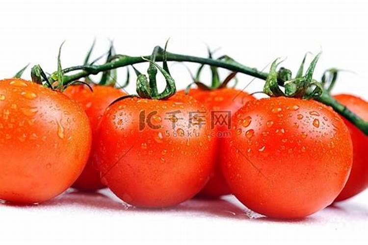 西红柿快一个月了个头不大？