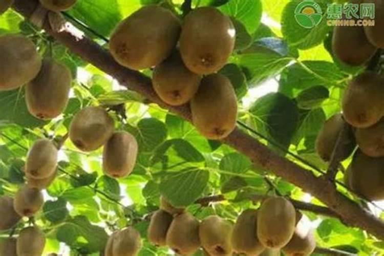 酶解鱼蛋白跟中微量元素能一起冲施吗？