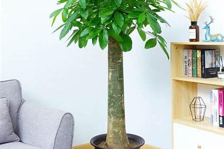 如何给小麦施钾肥？