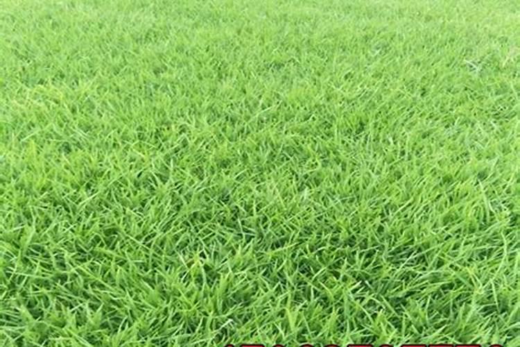 白芨用什么肥料来追肥最好 求大神指点