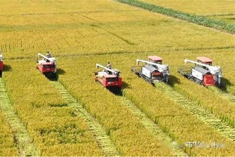 19年小麦是什么价
