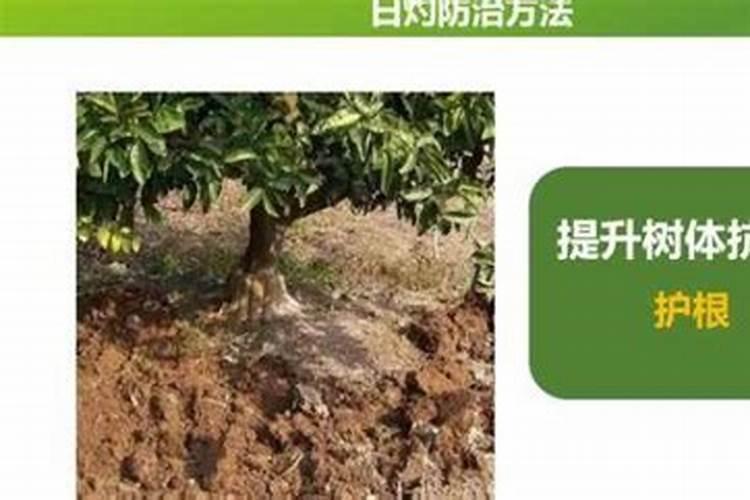 冲施肥什么时间用好