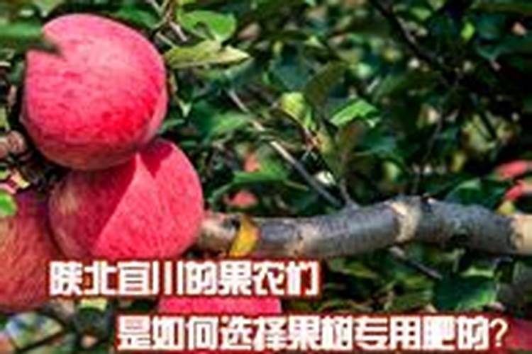 移植果树生根最快方法