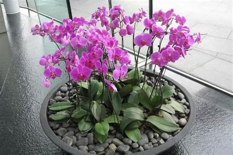 瑞香开花期间怎样养护
