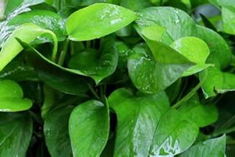 茉莉花怎么浇水,茉莉花浇水方法