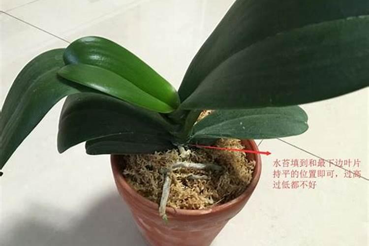 蝴蝶兰花谢后该怎么处理