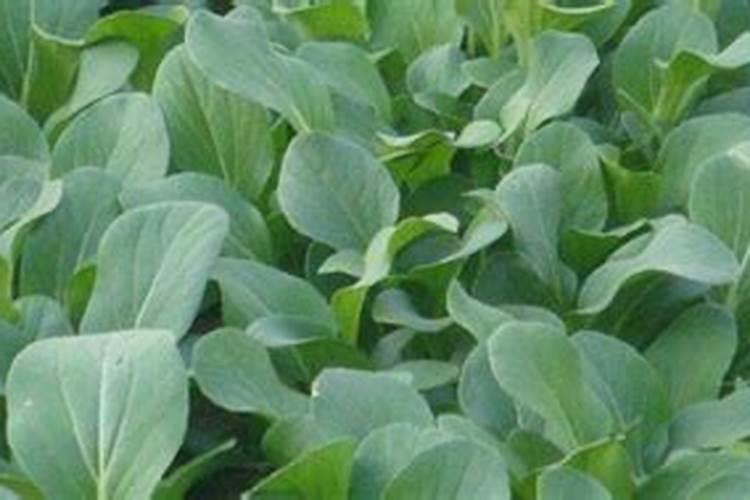 芸苔素的使用方法