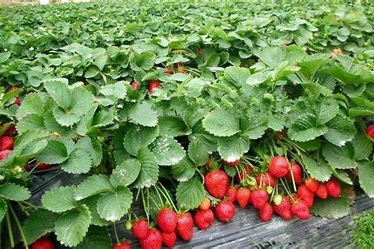 四季红山茶盆栽怎么养