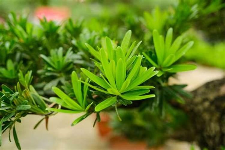 种树葡萄施什么肥