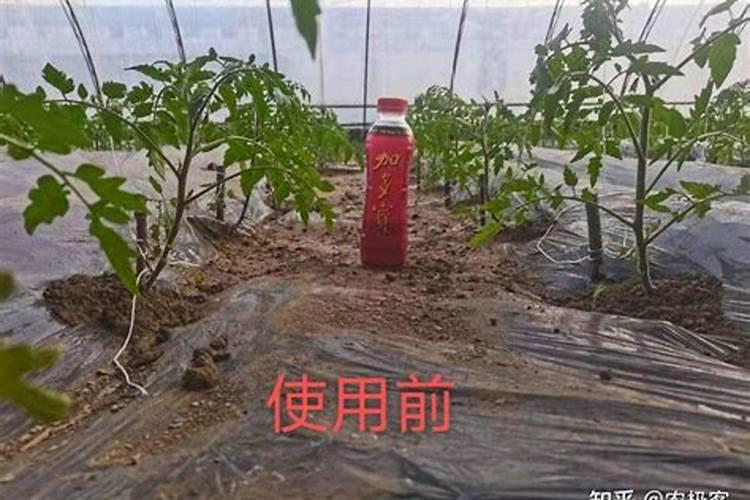 7月16日种植的番茄棵子细弱以打头,但膨果慢,怎么半啊,谢谢了