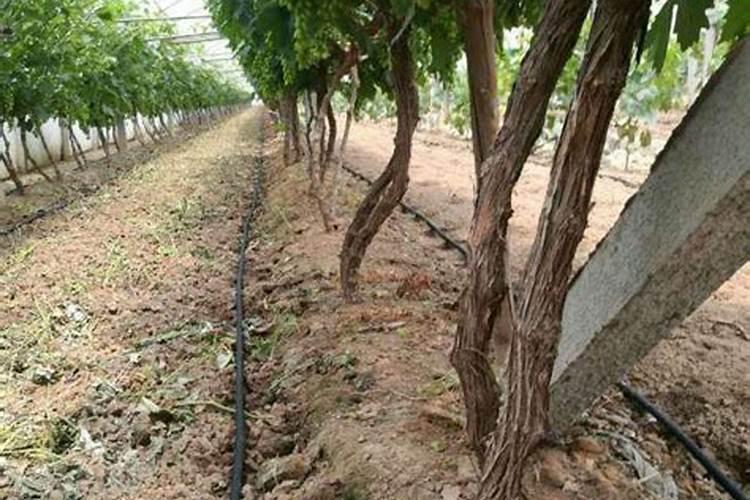 葡萄平衡肥多少时间用一次