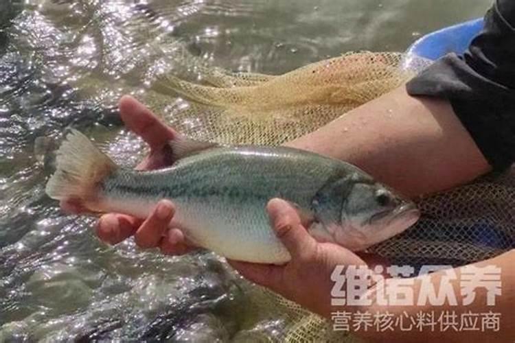 下雨天菜不能施肥菜又不长怎怎么办？