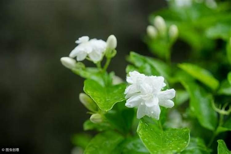 魔芋种植要用什么肥料不会烂？
