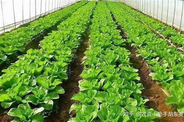 黄皮果施什么肥最好