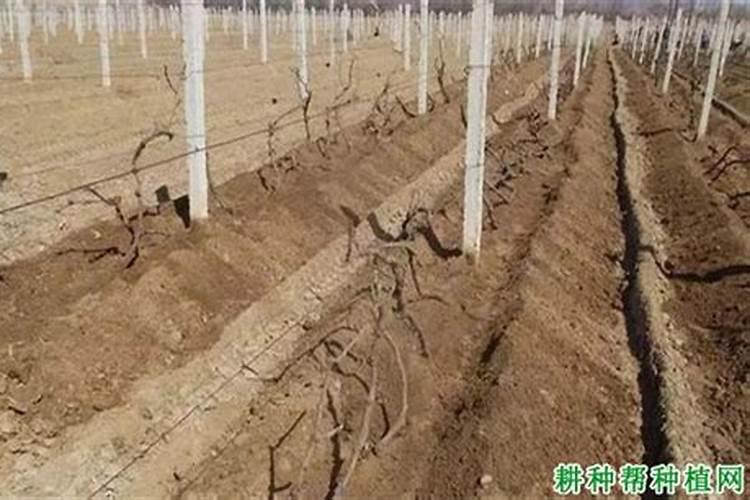眼树莲小苹果怎么养多肉