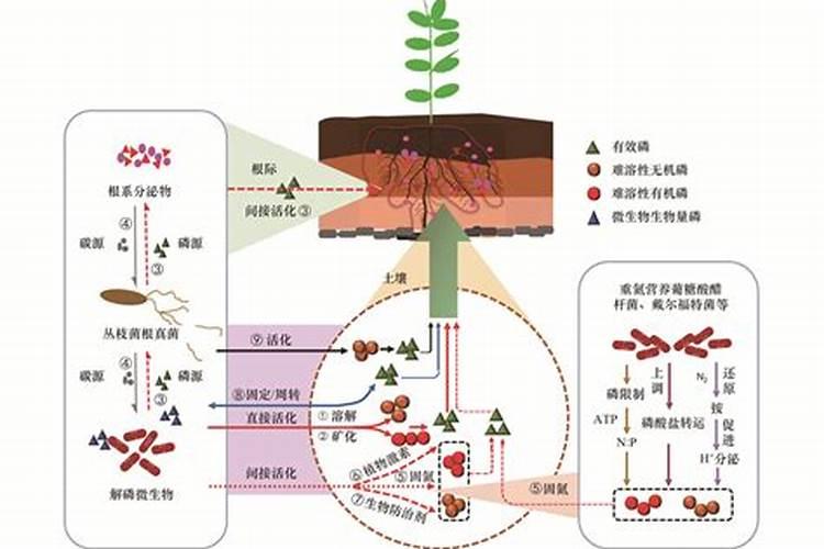 盐碱地水稻怎样施用磷钾肥？