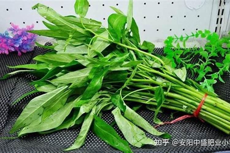 空心菜施什么肥长得快又嫩