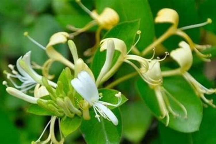 夏天养花有3个“技巧”,不黄叶不烂根,叶更绿花更艳,顺利度夏