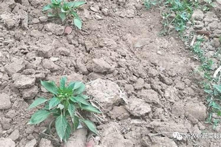 老师辣椒拉直的叶面肥那个好