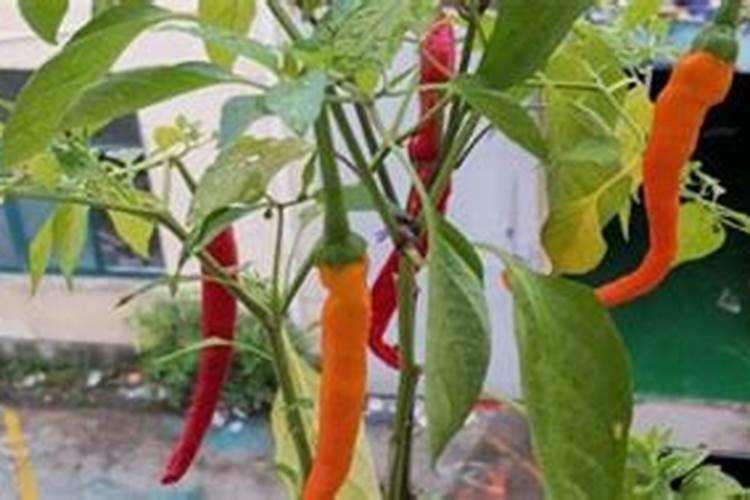 辣椒打啥叶面肥最好