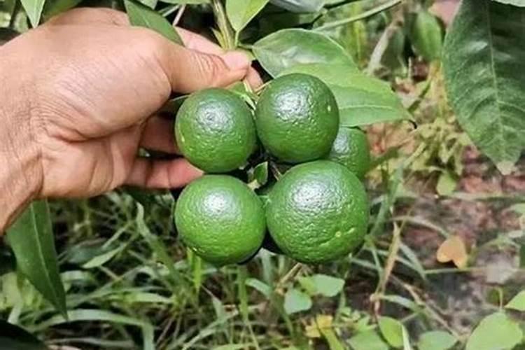 桃子套完袋子需要用那些肥料？