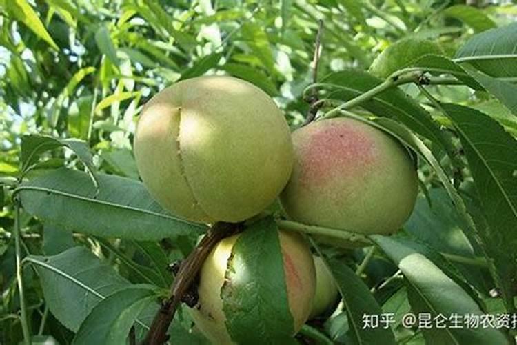 桃子成熟前半个月冲施钙肥行吗