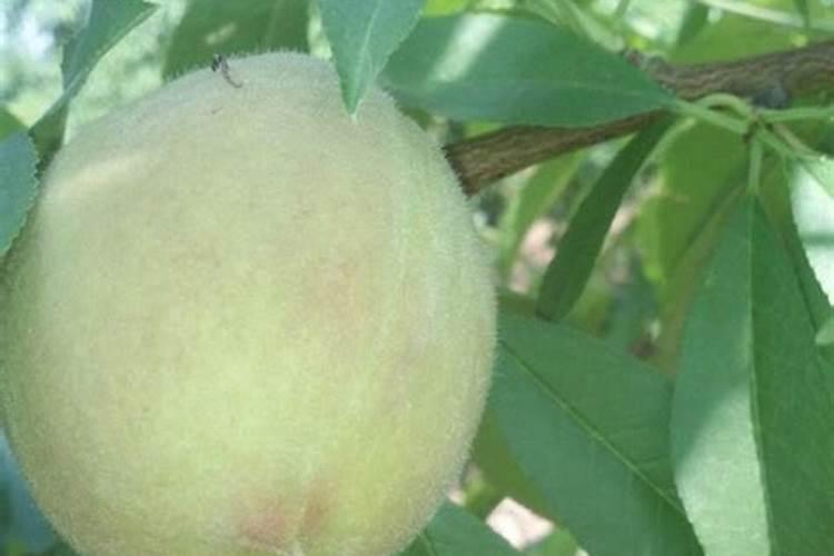 桃树什么时候施肥？