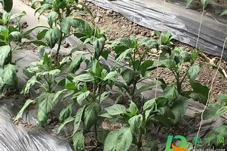 芸苔素内脂用于辣椒效果好吗？