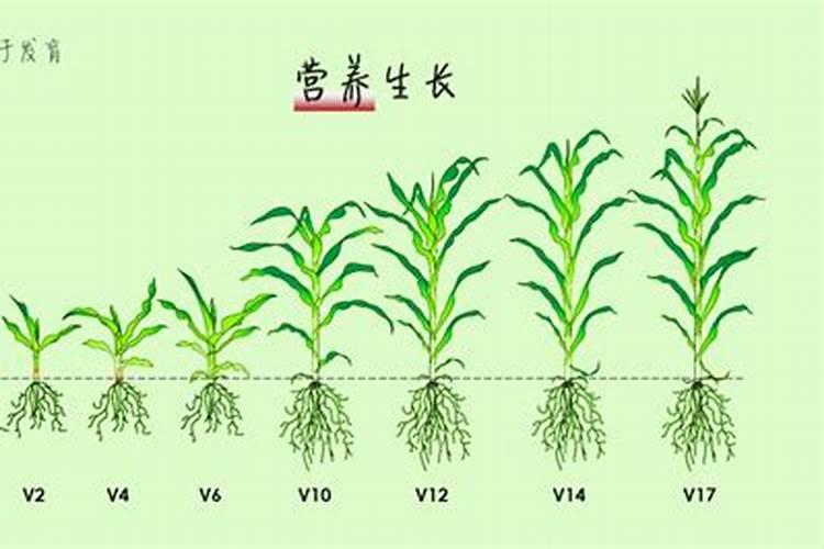 发财树换盆土后怎么浇水 发财树换盆土后如何浇水