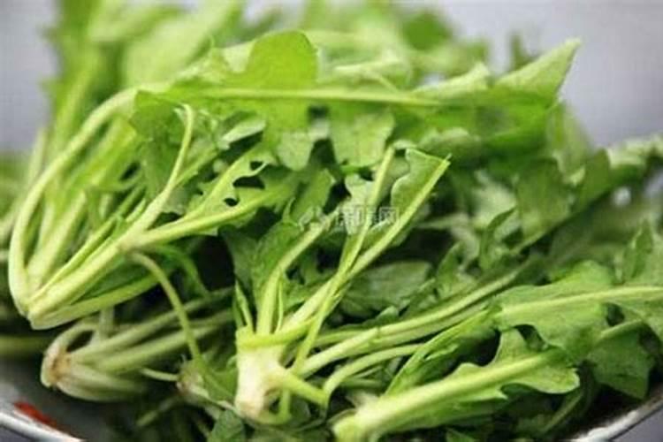 荠菜施肥用什么肥料