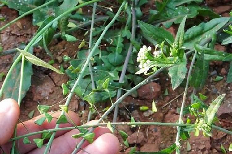 荠荠菜生长多久成熟 荠菜需要多长时间才能成熟？