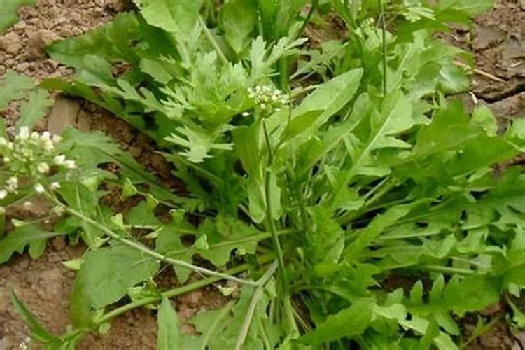 冬天也可以种荠菜？教你几个小技巧,一年都有新鲜荠菜吃