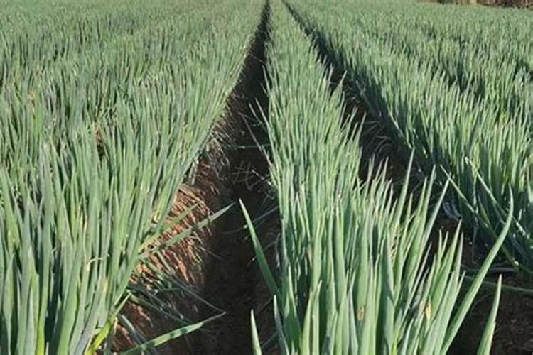 苹果树叶面喷钙、化学除草、叶面喷肥