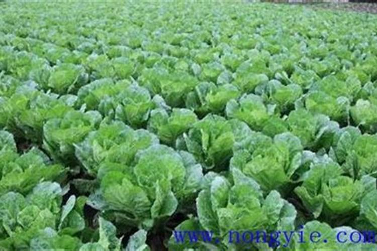 种白菜用什么肥料最好