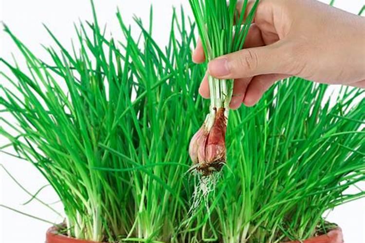 四季小香葱的种植方法