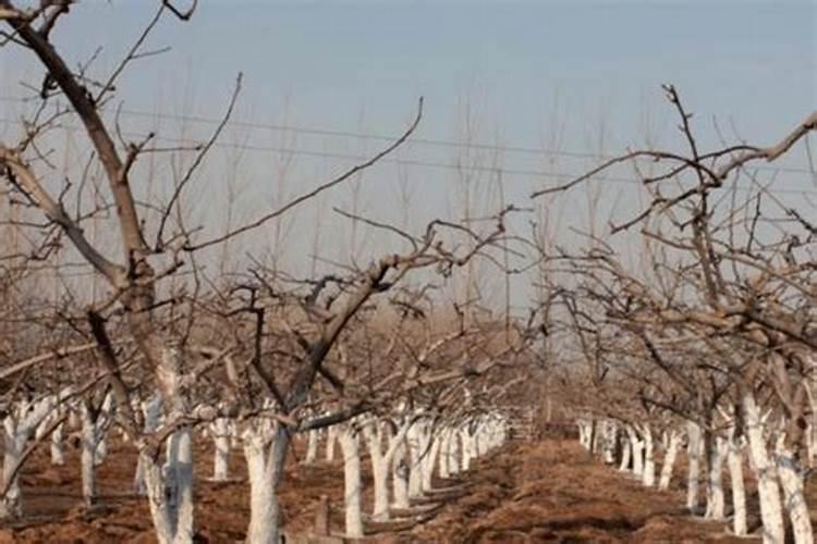 樱桃树立冬能施肥吗